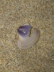 Austromactra contraria