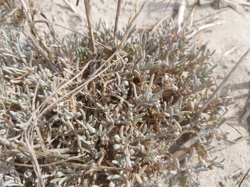Image of Kewa arenicola by (c) De Waal Hugo, some rights reserved (CC BY)