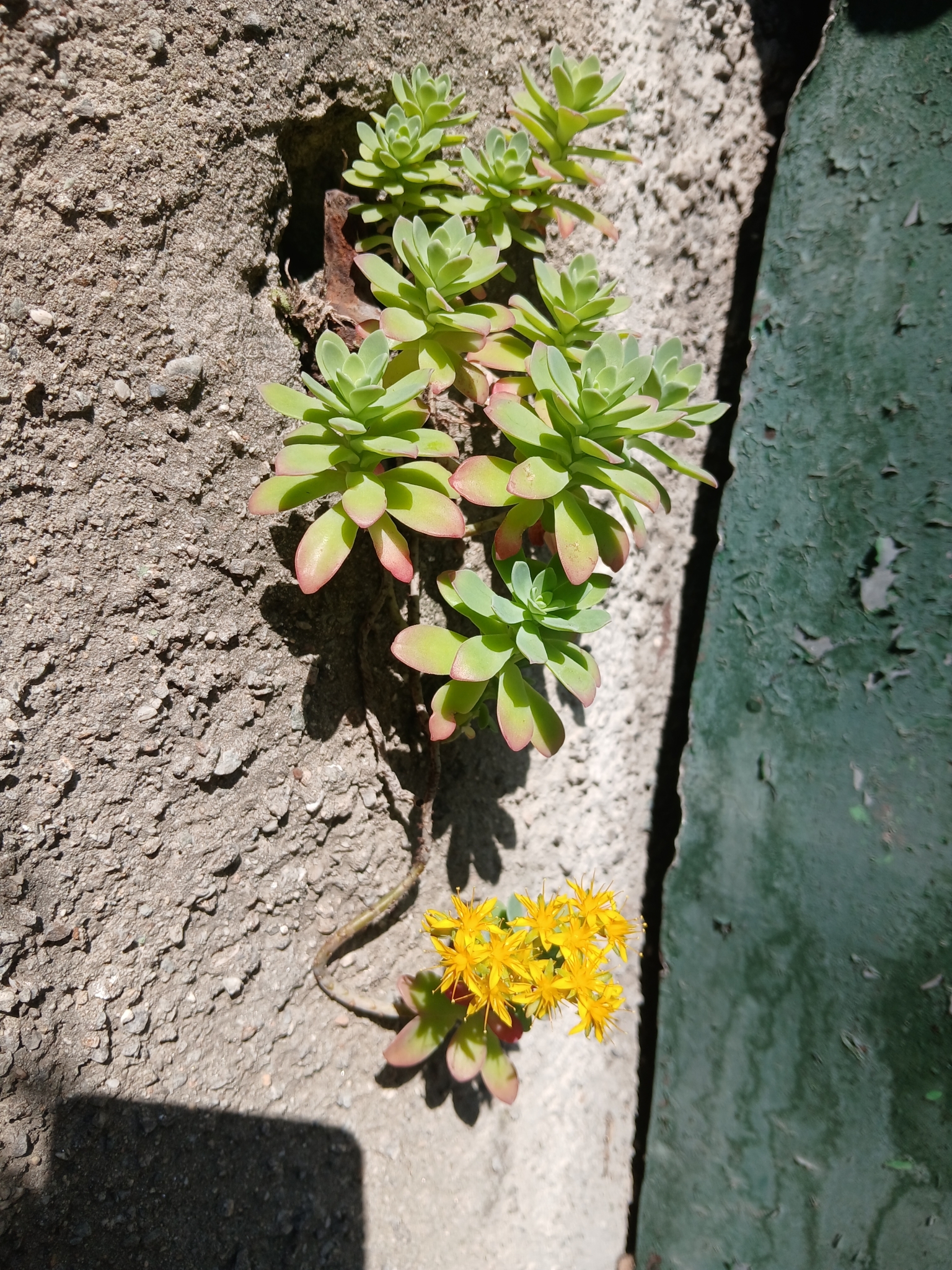 Imagem de Sedum Palmeri