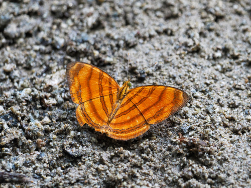Wavy Maplet