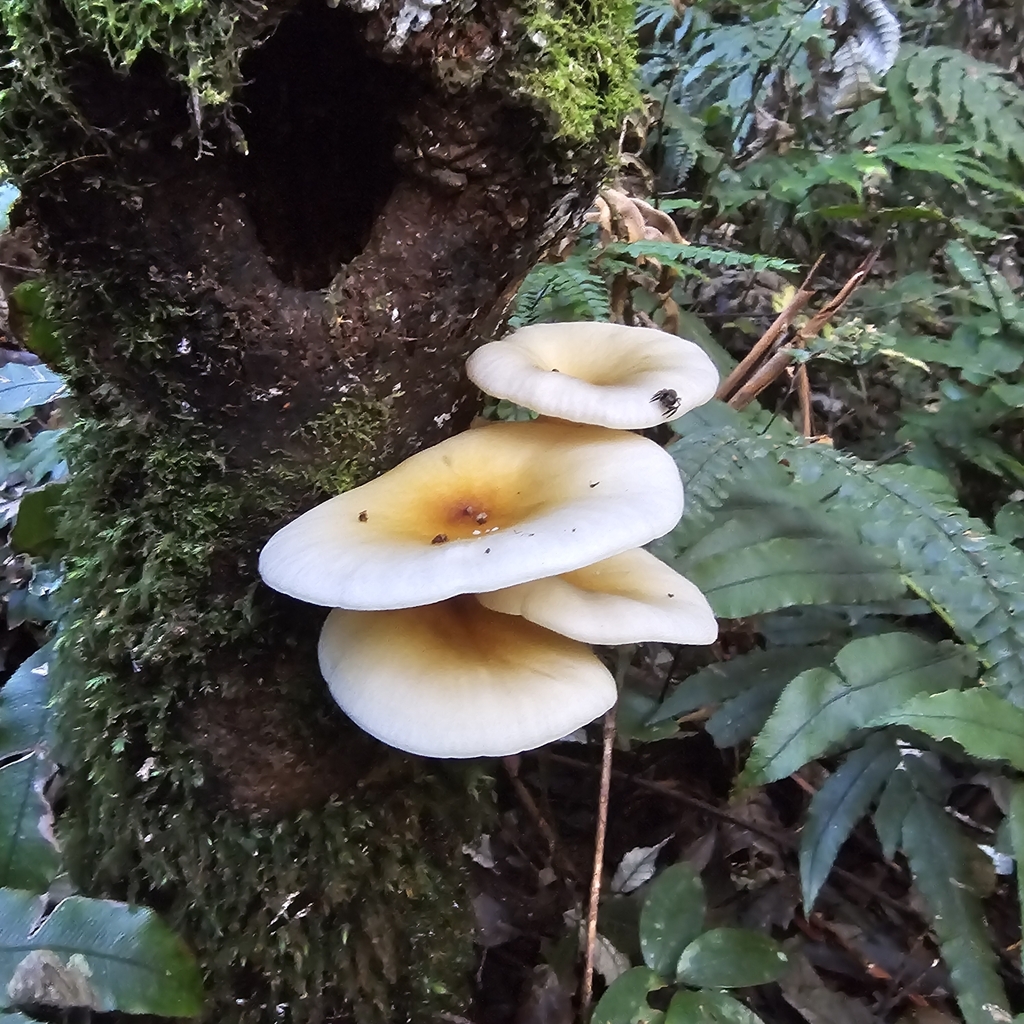 Omphalotus nidiformis · April 2025 · photo: © ferousfolly (iNaturalist, cc-by-sa)