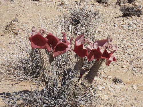 Ceropegia currorii