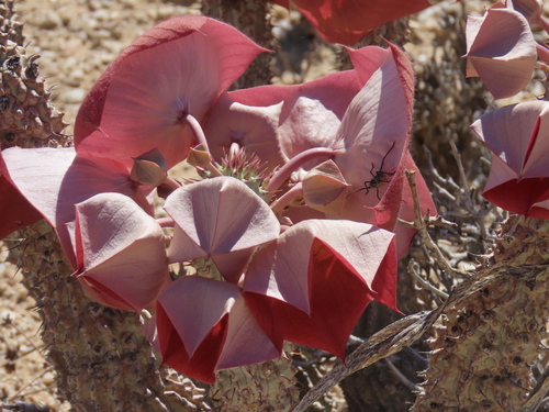 Ceropegia currorii
