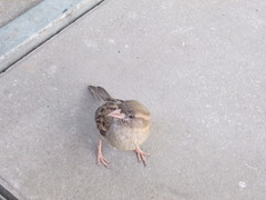Passer domesticus