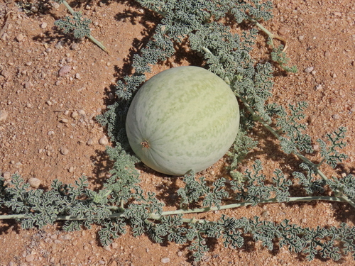 Image of Citrullus ecirrhosus by no rights reserved