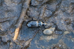 Loricera