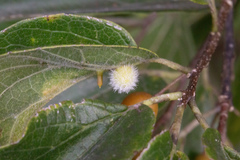 Celticecis aciculata
