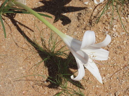 Image of Crinum walteri by no rights reserved
