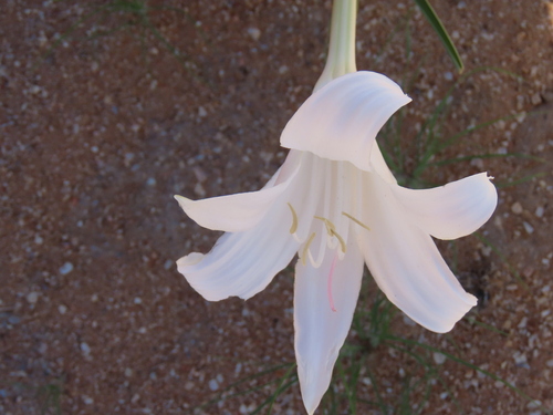 Image of Crinum walteri by no rights reserved