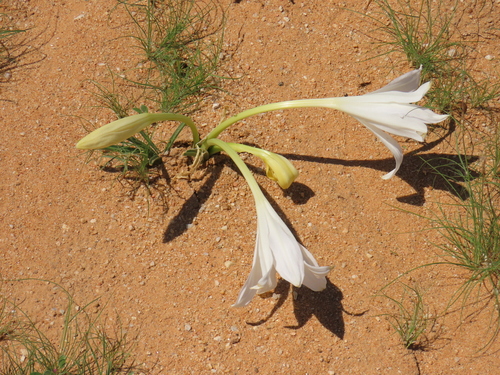 Image of Crinum walteri by no rights reserved