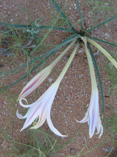 Image of Crinum walteri by no rights reserved