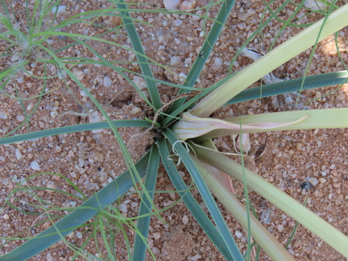 Image of Crinum walteri by no rights reserved