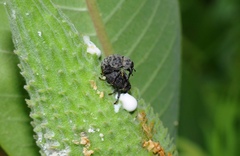 Rhyssomatus lineaticollis