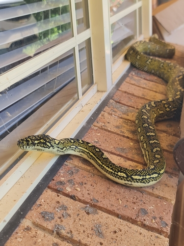 Diamond Python sighting