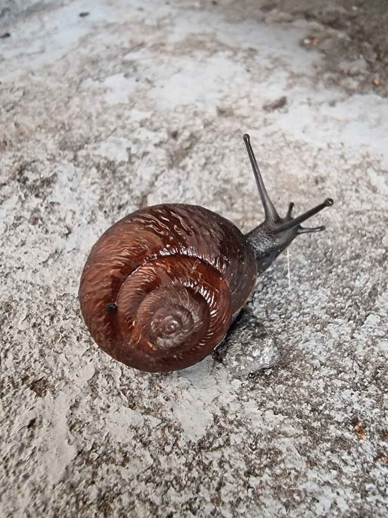 Leptaxis groviana