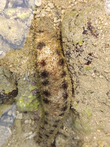 Holothuria pardalis observed 2025-04-05