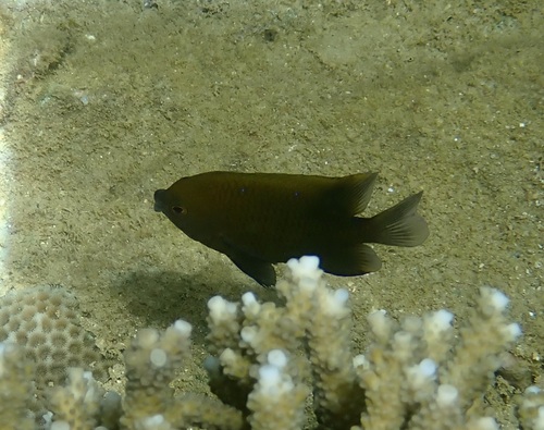 Biglip damsel (Cheiloprion labiatus) — Pomacentridae — 5