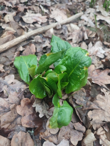 Arum besserianum, photograph 5