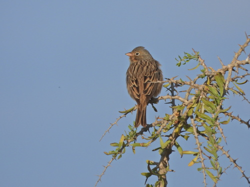 Cretzschmar's Bunting, Ακρωτήρι, Κύπρος, photo 9 of 10