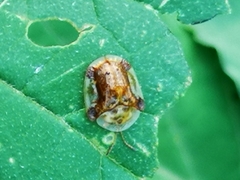 Helocassis testudinaria