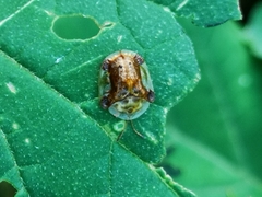 Helocassis testudinaria