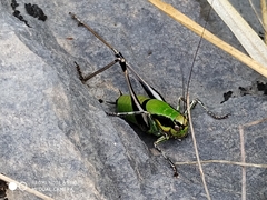 Eupholidoptera chabrieri