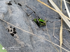 Eupholidoptera chabrieri