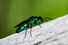 Chrysis smaragdula