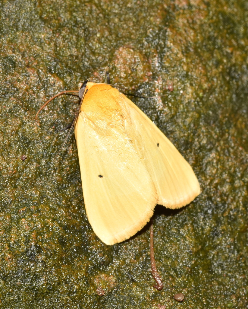 Leocyma appollinis