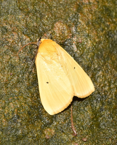 Leocyma appollinis