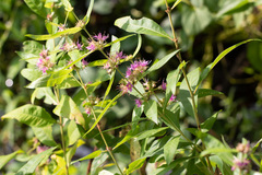 Decodon verticillatus