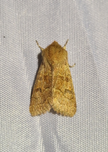 Orthosia miniosa