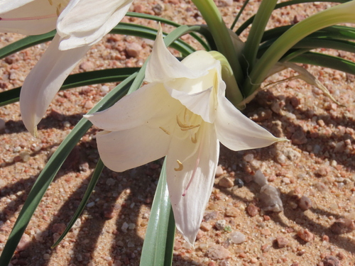Image of Crinum walteri by no rights reserved