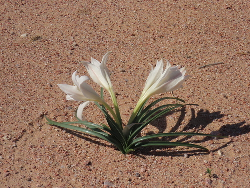 Uniflower Swamplily (Crinum walteri)