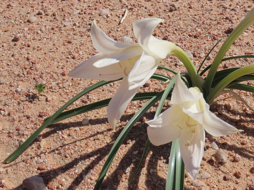 Image of Crinum walteri by no rights reserved
