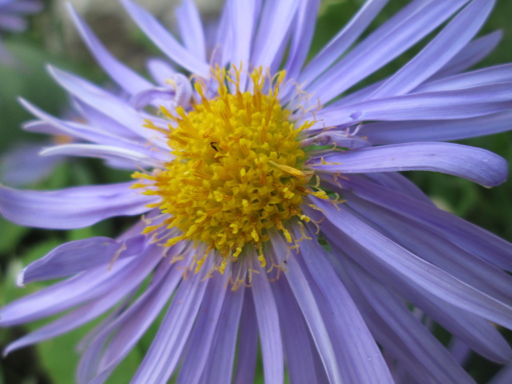 sunflowers, daisies, asters and allies (Flora and Fauna of Randall's