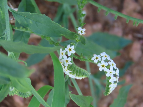 Image of Heliotropium steudneri by no rights reserved