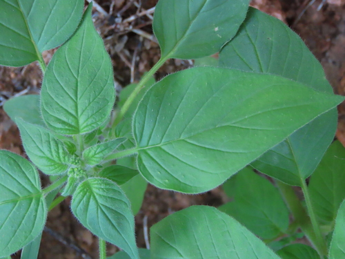 Image of Heliotropium albiflorum by no rights reserved