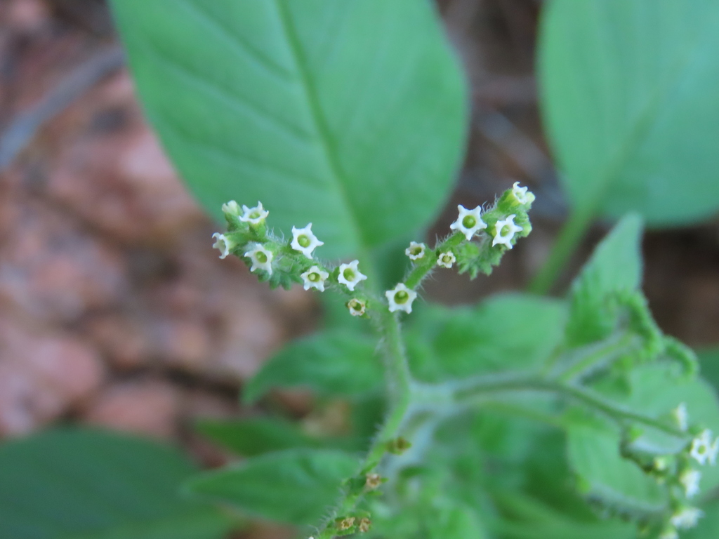 Heliotropium albiflorum (Heliotropium albiflorum)