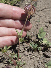 Trifolium productum