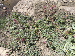 Trifolium productum
