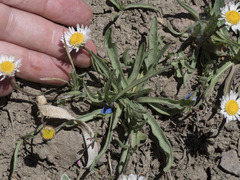 Erigeron eatonii