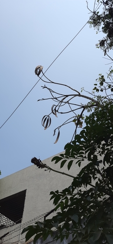 Image of Oroxylum indicum by (c) Sayee Girdhari, some rights reserved (CC BY)