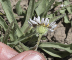 Erigeron eatonii
