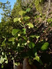 Styrax platanifolius