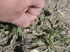 Erigeron eatonii