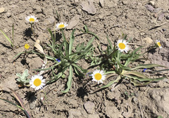 Erigeron eatonii