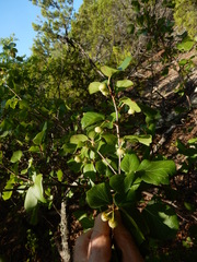 Styrax platanifolius