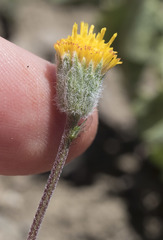 Erigeron bloomeri