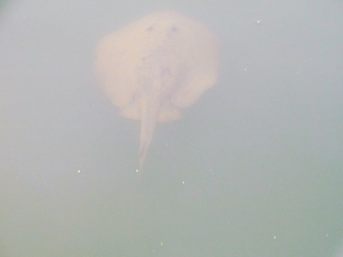 iNaturalist observation photo of Haller's Round Ray